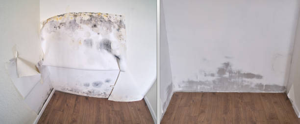 Best Toxic Mold Removal  in USA